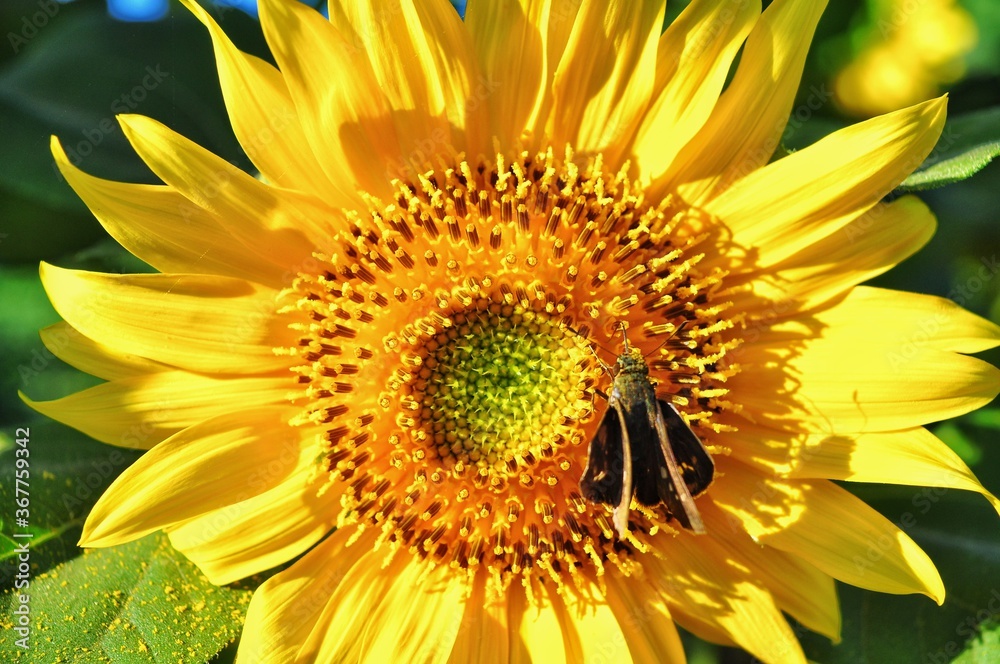 Fototapeta premium Field of blooming sunflowers. Nature background