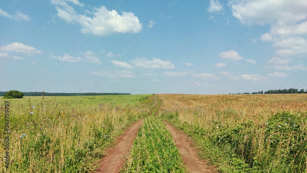 country road between farm fields against blue sky on a sunny day
