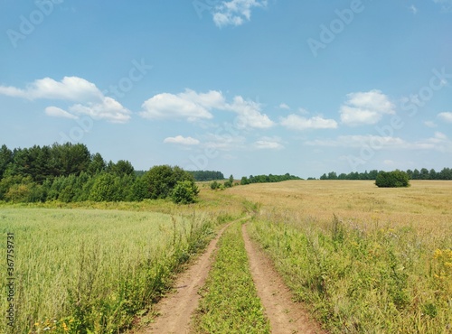 country road in a field near the forest against a blue sky on a summer sunny day