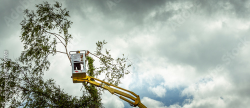 Unidentified arborist man in the air on yellow elevator, basket with controls, cutting off dead cherry tree photo