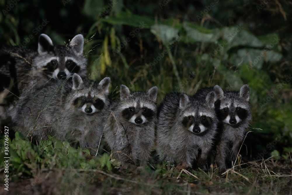 Fototapeta premium Portrait eines Waschbären mit Jungen in der Nacht