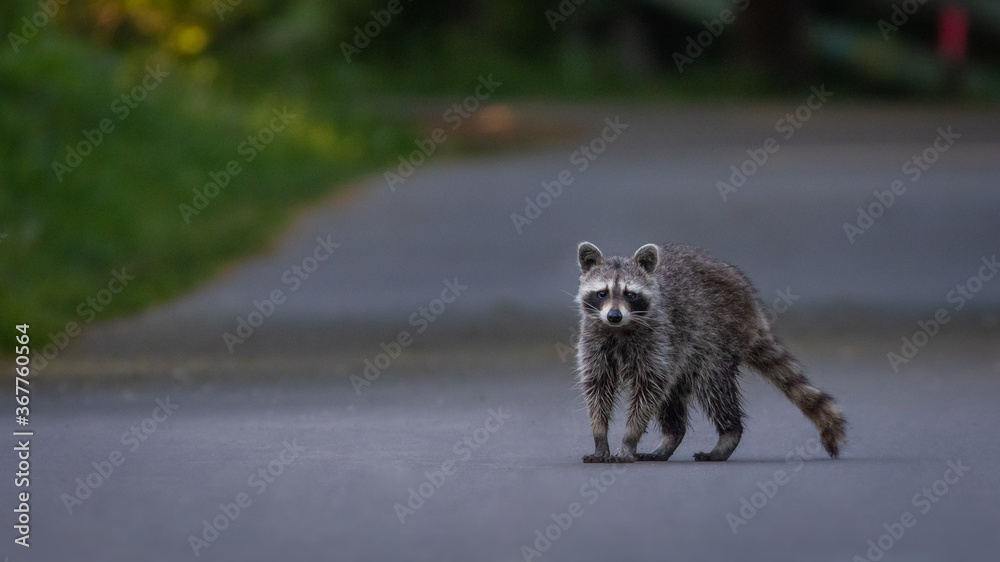 Fototapeta premium Waschbär auf einer Straße