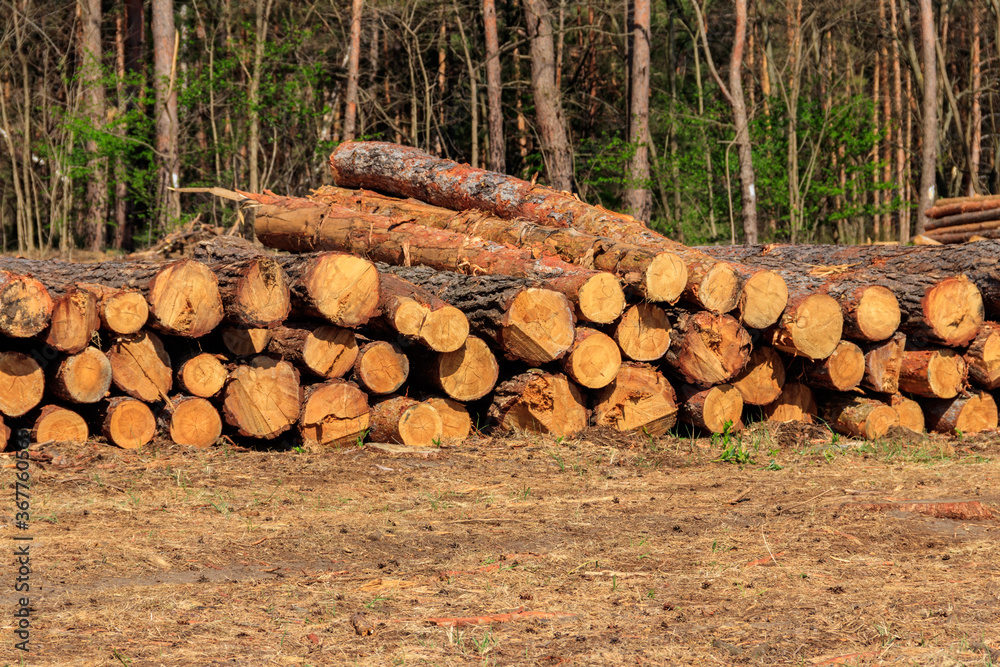 Stacked tree trunks felled by the logging timber industry in pine forest Stacked tree trunks felled by the logging timber industry in pine forest