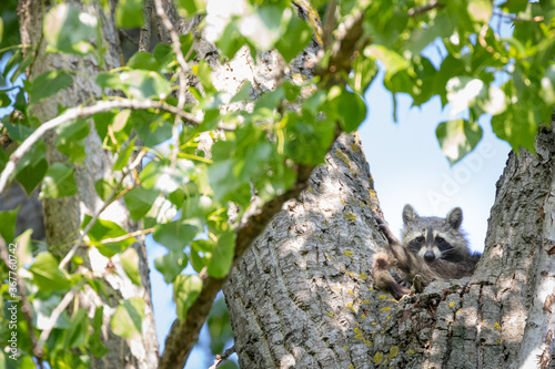 Müder Waschbär auf dem Schlafbaum am Morgen photo