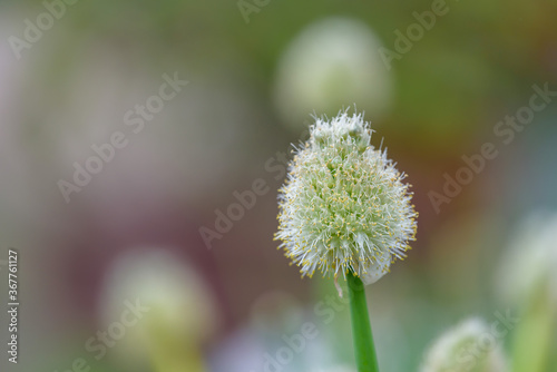 White flower of Green onion  Onion head