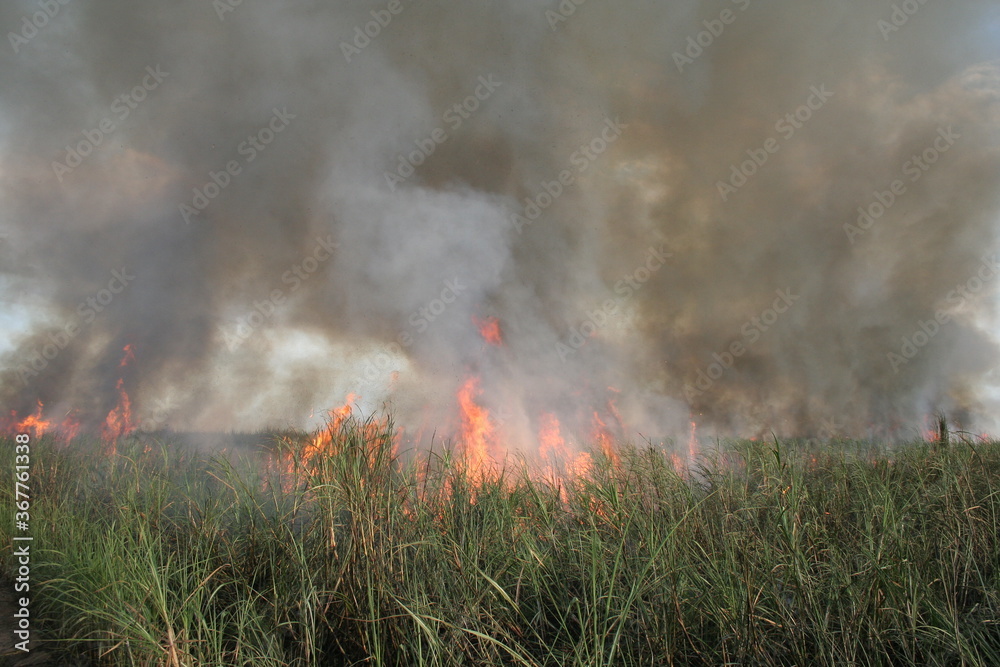 Obraz premium CANA-DE-AÇÚCAR