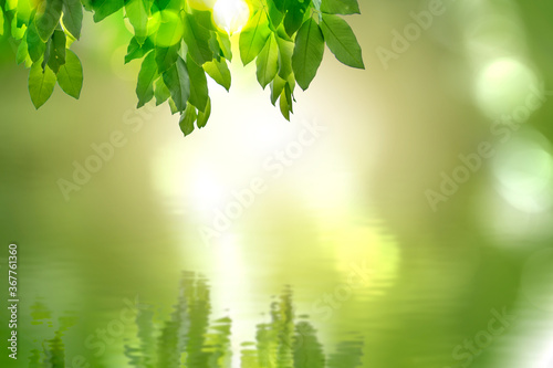 Green leaves  nature  blurred background illustrations