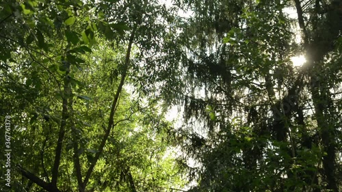 tree crowns. a game of light and shadow