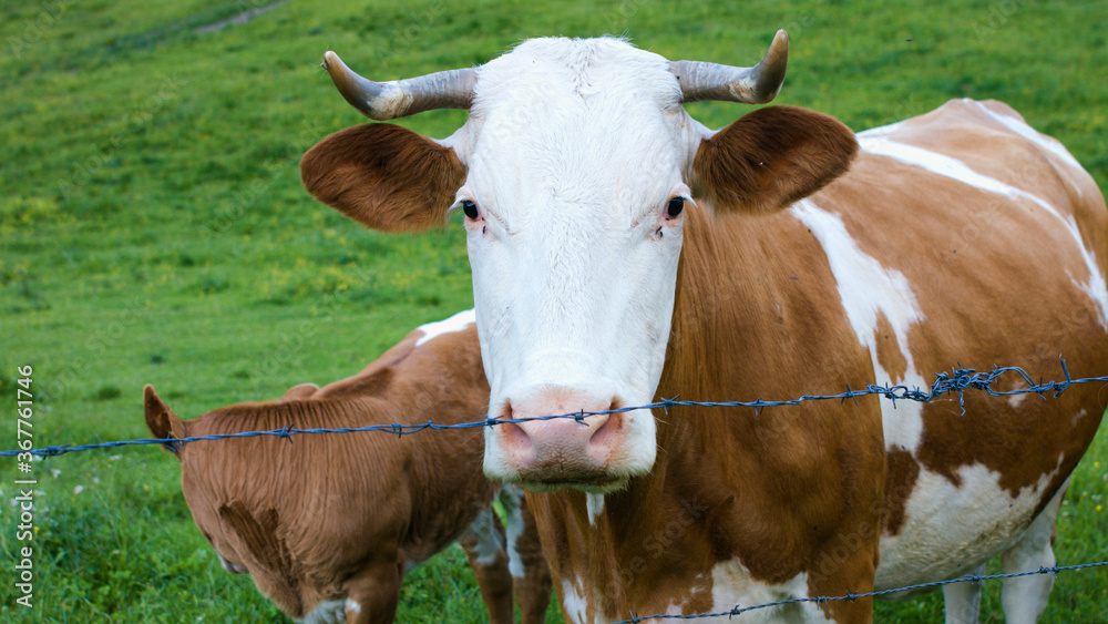 Cattle in a Alpine mountain pasture. Grass fed cows are rich in Omega-3 fatty acids.