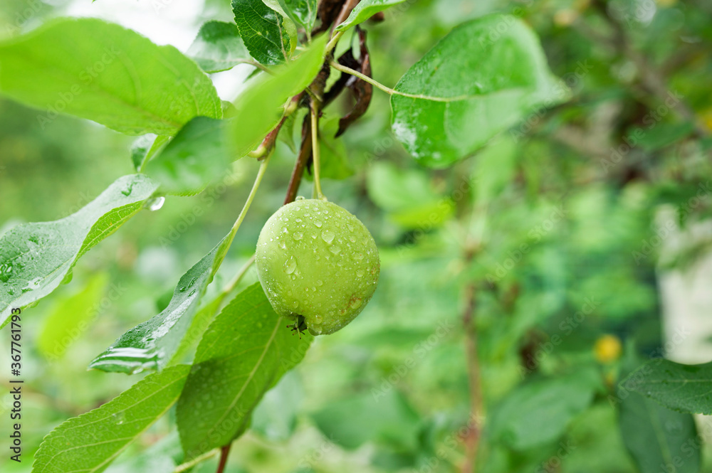 Ripe green Apple in water droplets on a branch of an Apple tree with green leaves, Apple harvest