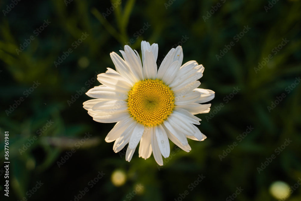 Marguerite from above
