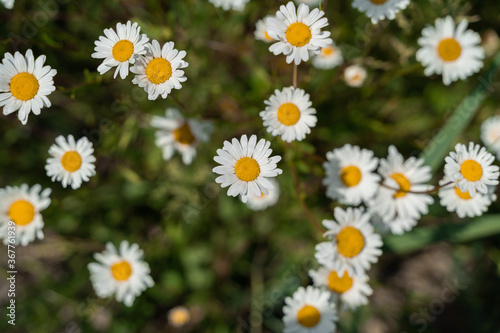 Marguerites from above