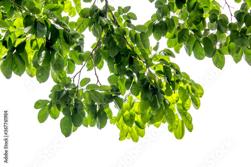 Green leaf, nature, isolated white background