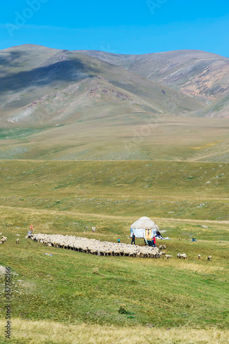 Yurt and sheep herd, Ile-Alatau National Park, Assy Plateau, Almaty, Kazakhstan, Central Asia photo