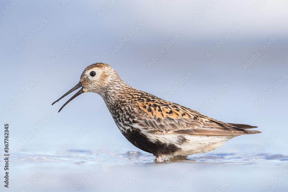 Dunlin in summer plumage during migration Dunlin in summer plumage during migration