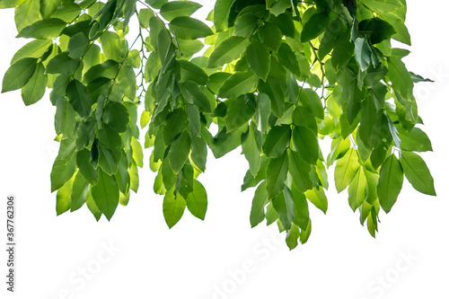 Green leaf, nature, isolated white background