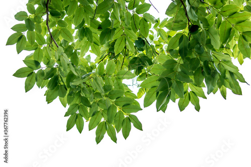 Green leaf, nature, isolated white background