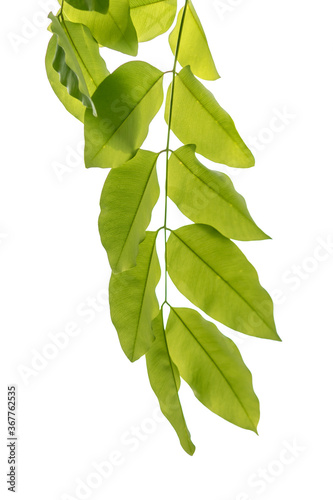 Multiply leaves green, nature, isolated white background