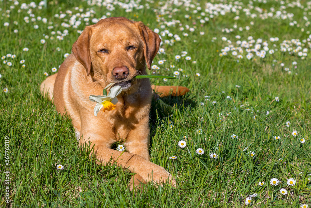 Beautiful fox red labrador retriever holding a daffodil in her mouth posing on grass many with daisies around. 