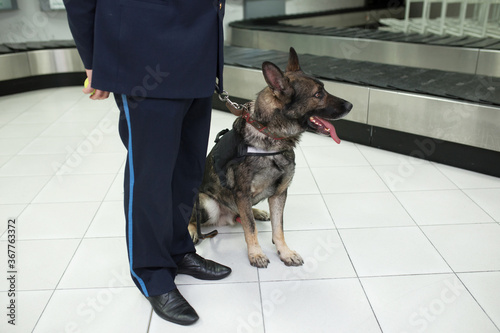 Cropped image of a German shepherd dogs for detecting drugs sittings near customs officer inside airoport on rulling band luggage background. Horizontal view. photo