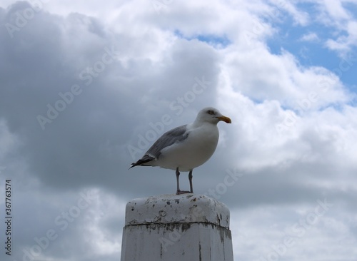 Black-backed-gull  Larus marinus 