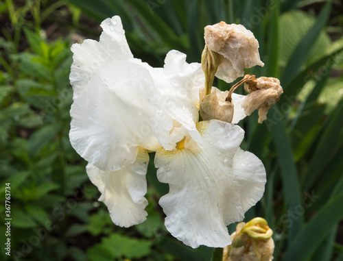 white iris flower with raindrops photo