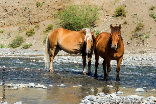 Two horses in a stream, Sati village, Tien Shan Mountains, Kazakhstan photo
