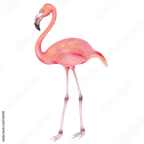 Watercolor realistic illustration of  flamingo bird . 