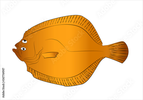 Rodaballo naranja sobre fondo blanco