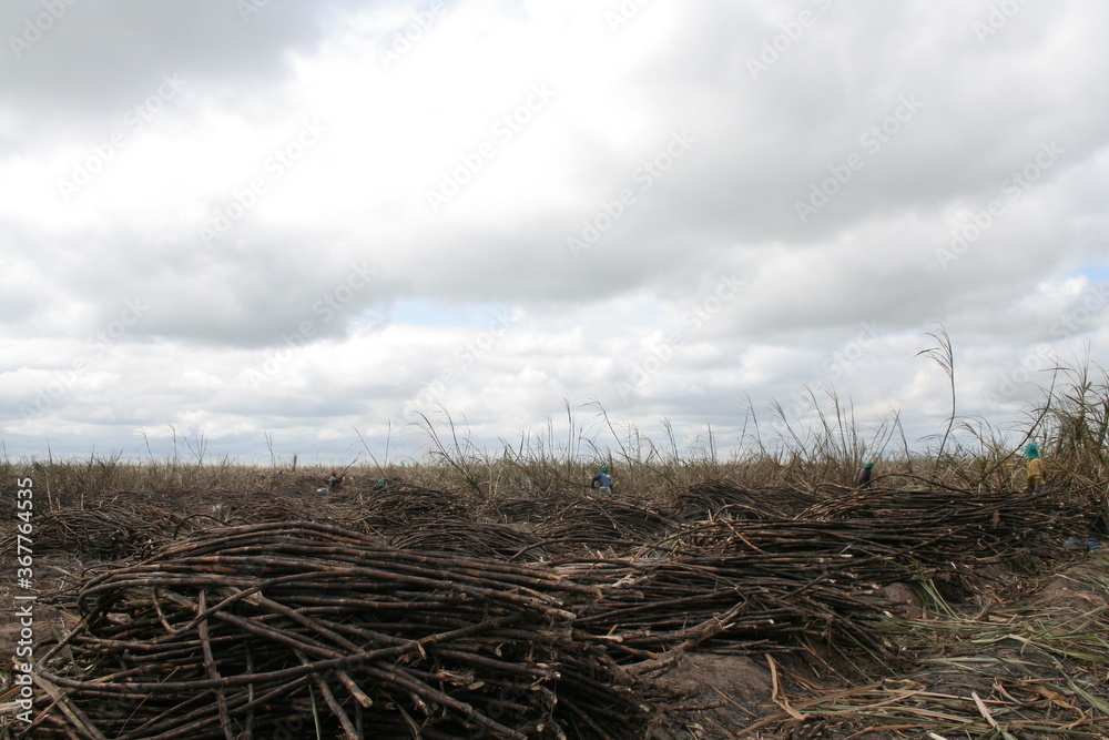 Fototapeta premium CANA-DE-AÇÚCAR