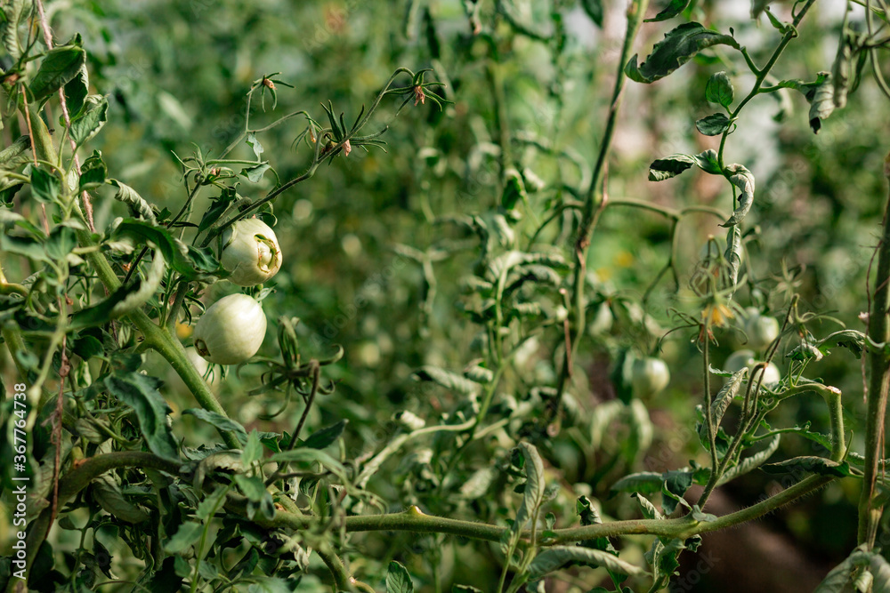 Green tomatoes in greenhouse.