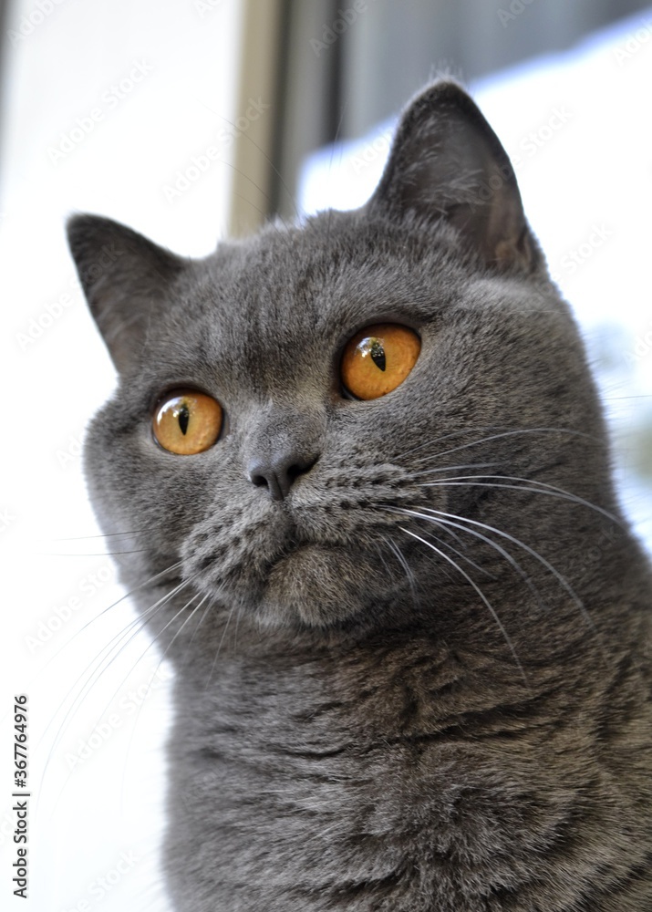 portrait of a grey british cat,scottish cat with orange eyes on white background, pet