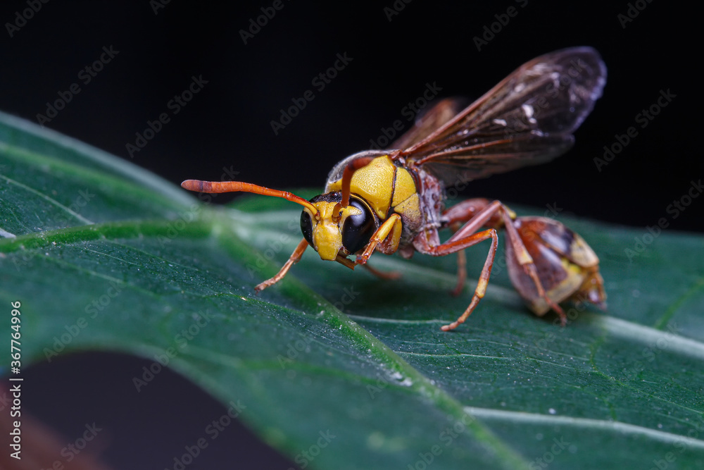 Black back mudwasp is a common in Southeast Asia. These