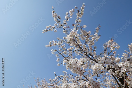 洗足池公園の春　桜と青空
