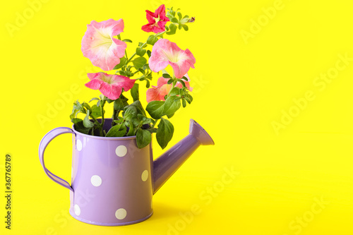 Fototapeta Naklejka Na Ścianę i Meble -  Watering can with flowers on color background