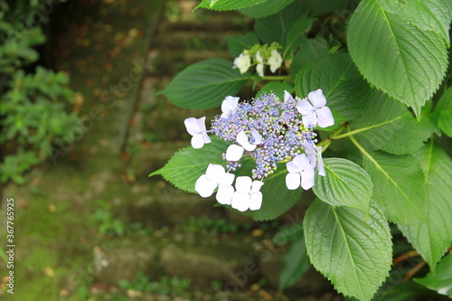 아름다운 꽃, 수국