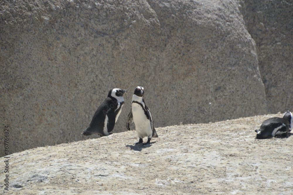 Obraz premium A large group of South African Penguins outside of Cape Town on Boulders Beach