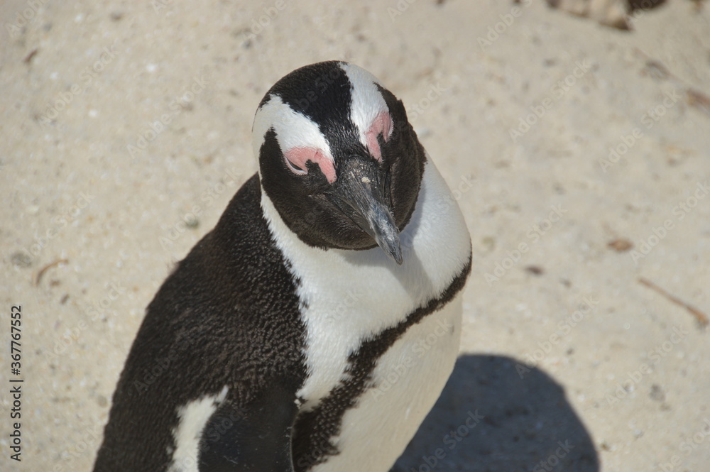 Fototapeta premium A large group of South African Penguins outside of Cape Town on Boulders Beach