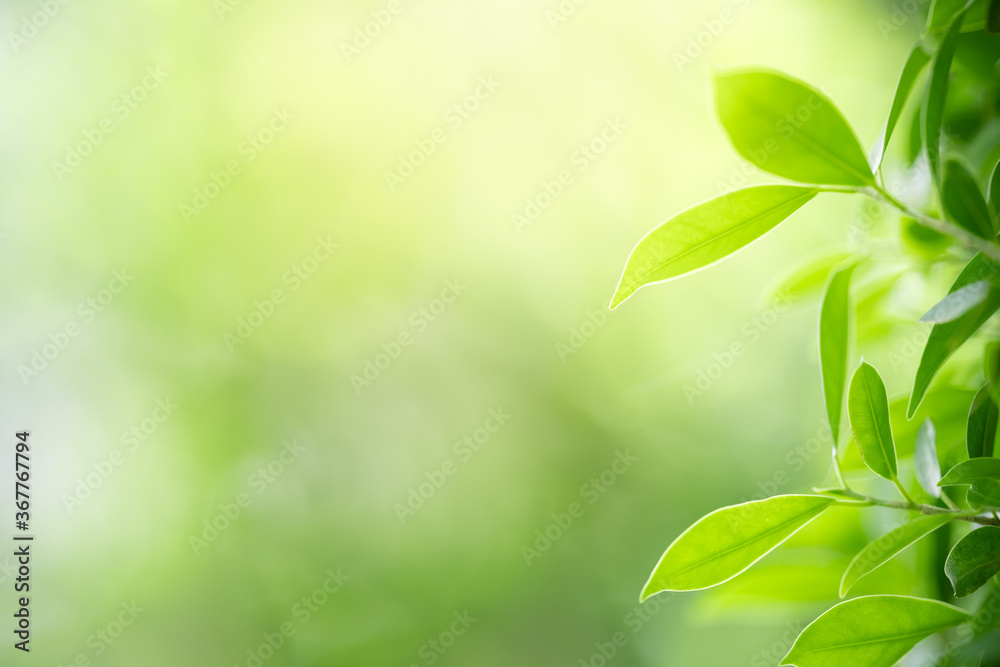 Nature of green leaf in garden at summer. Natural green leaves plants using as spring background cover page greenery environment ecology wallpaper Nature of green leaf in garden at summer. Natural green leaves plants using as spring background cover page greenery environment ecology wallpaper