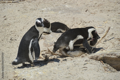 Fototapeta Naklejka Na Ścianę i Meble -  A large group of South African Penguins outside of Cape Town on Boulders Beach
