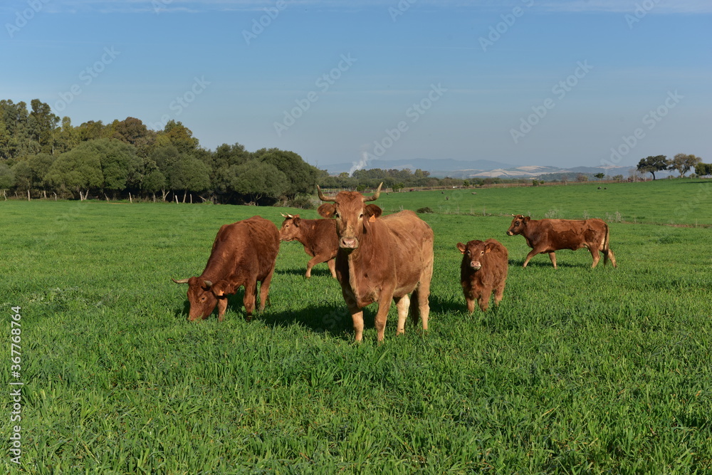 Vacas pastando, vida en el rural Vacas pastando, vida en el rural