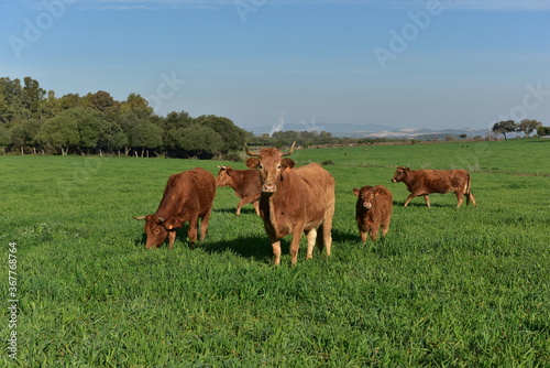 Vacas pastando, vida en el rural