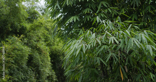 Fototapeta Naklejka Na Ścianę i Meble -  Green plant tree in the forest