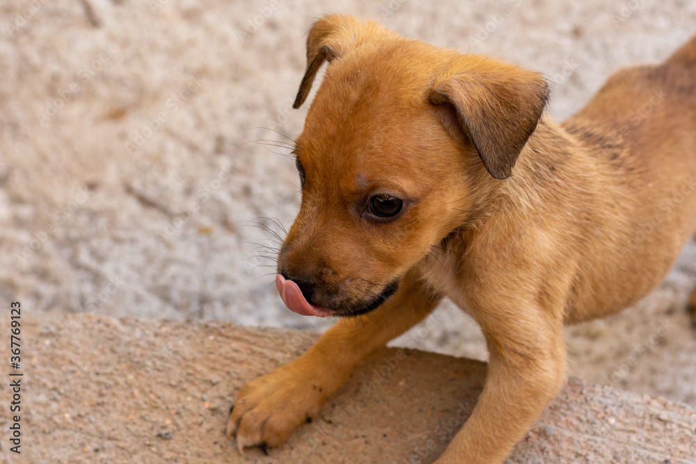 a cute brown puppy licks her chops as she plays one sunny afternoon