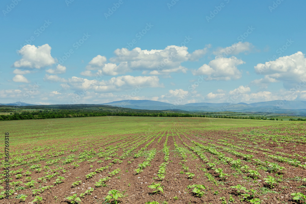 A field with rows of young sunflower plants