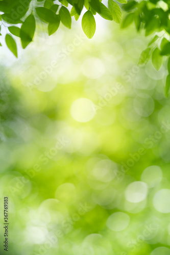 Nature of green leaf in garden at summer. Natural green leaves plants using as spring background cover page greenery environment ecology wallpaper