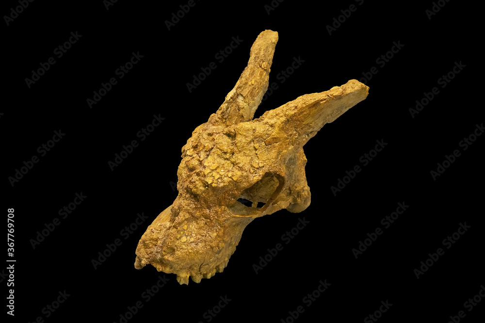 Obraz premium Ancient skull of fossil artiodactyls animal isolated on black