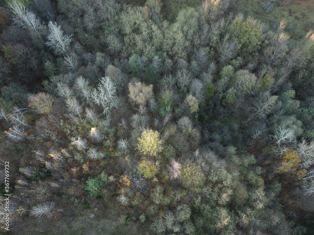 forest seen from above in early spring at sunset forest seen from above in early spring at sunset