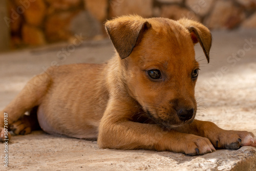 landscape orientation of a cute brown puppy lit by the golden sun laying on a cement floor