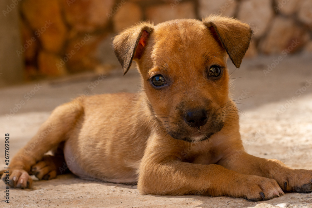 landscape orientation of a cute brown puppy lit by the golden sun laying on a cement floor